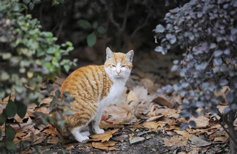 狗來富 貓來|「貓來窮，狗來富」有什麼風水含義？